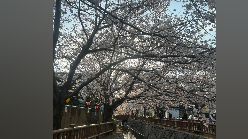 今日花ビラ