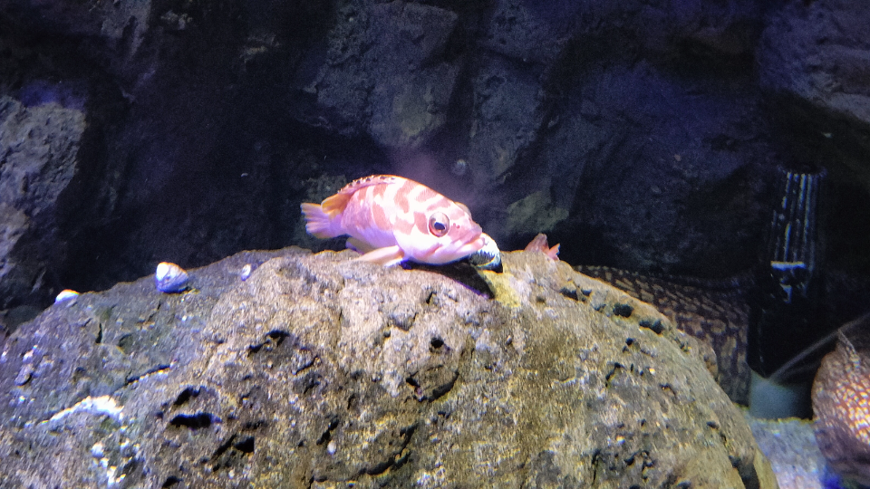 水族館へ！ふてぶてしいフェイスがキュート🎶※本日は諸事情によりお酒控えめ