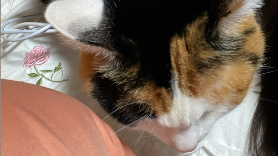 さすがに寒すぎる…冬生きられるかな