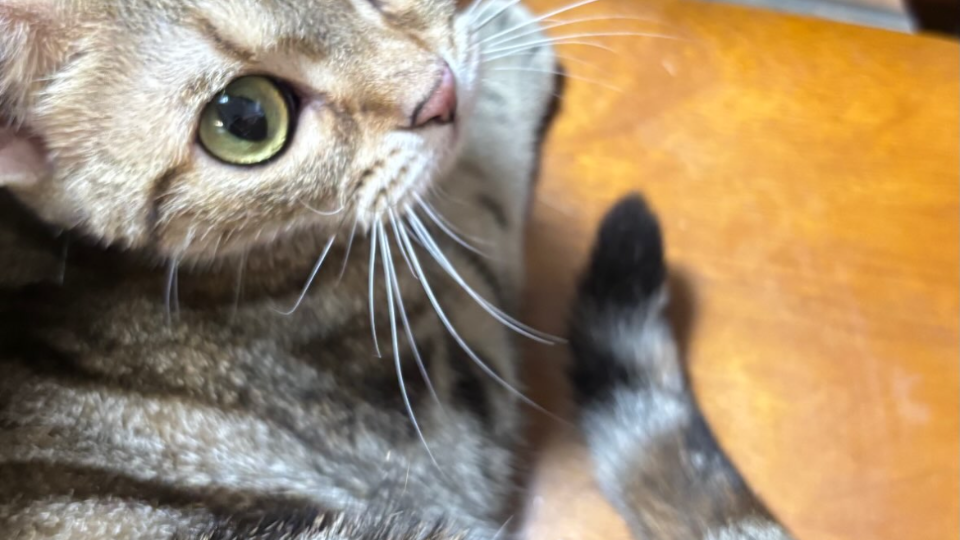 我が家(兄家)のお猫様🐱💞最近はちゅーるばかり求めてきやがります