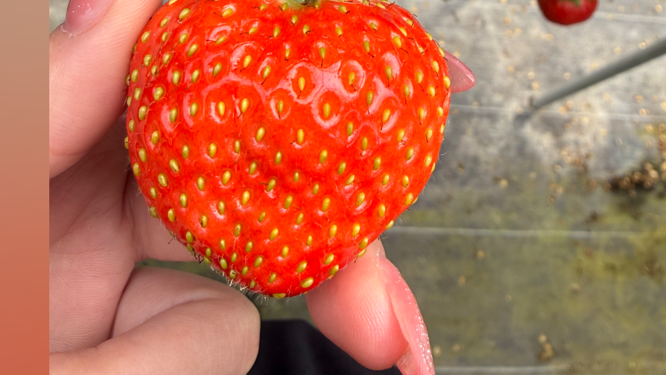 みんな寝足りないときどうしてるのー(;_;)