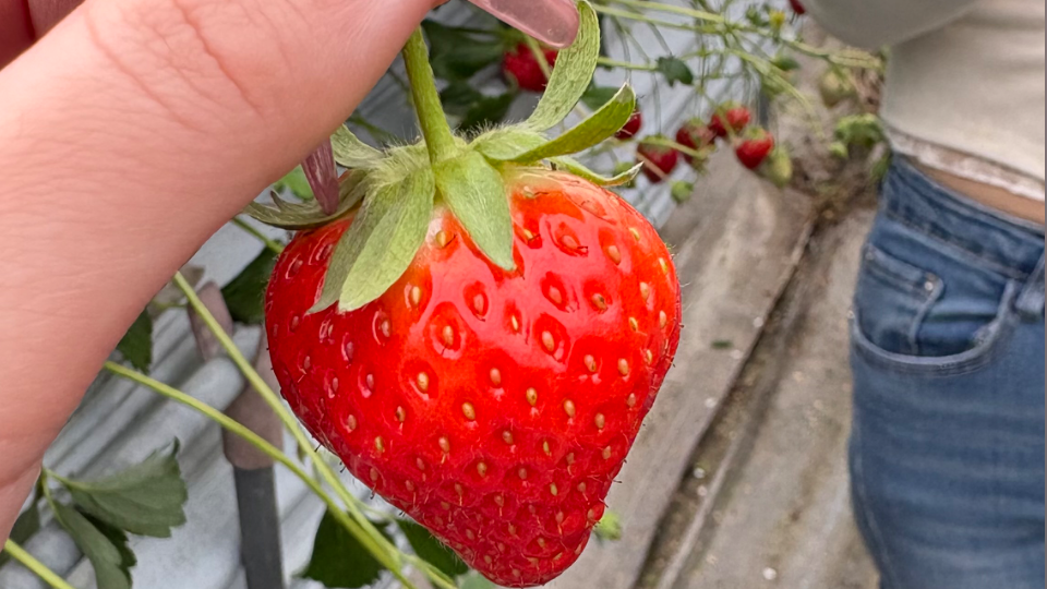 いちご狩りしてきた！！