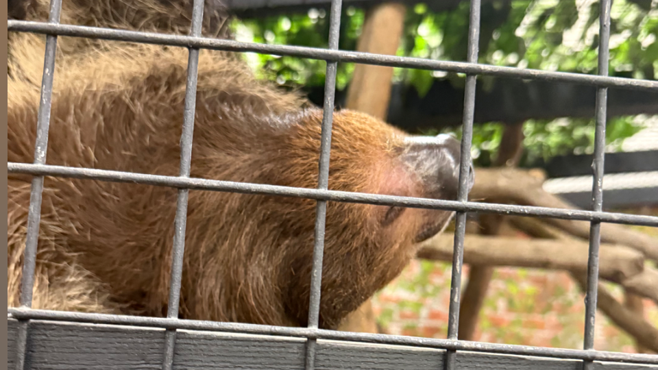 動物園好きすぎて暇さえあれば何回でも行ける