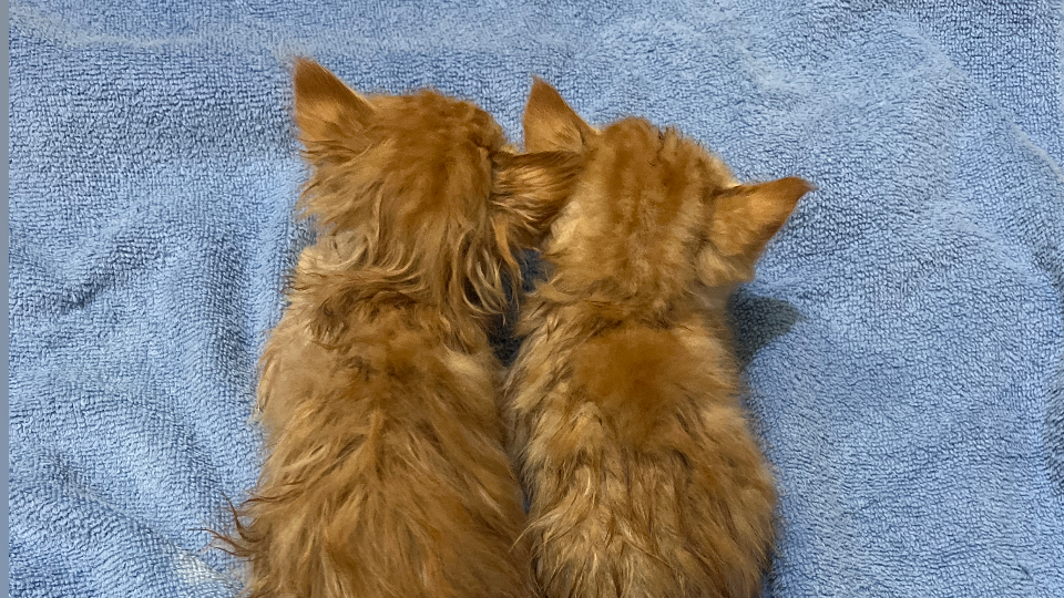 🐾昨日の出来事🐾