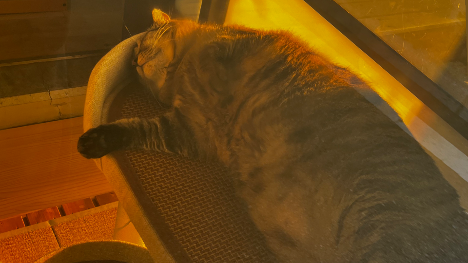ぽっちゃり猫ちゃんに会いに行った🐱♡