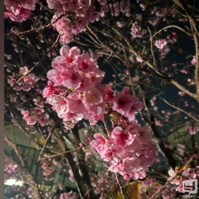 高知市ホストクラブ2026-04-03 17:23:38のお気に入り写真